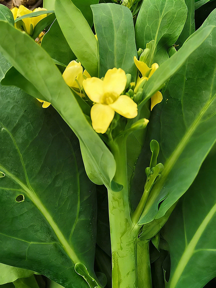 Nongyan Yellow-Flowered Chinese Kale