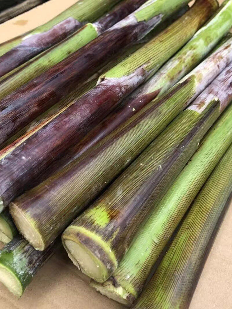 Supersweet Violet Sweet Sorghum