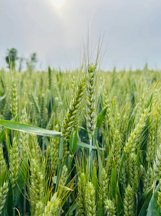 Barley