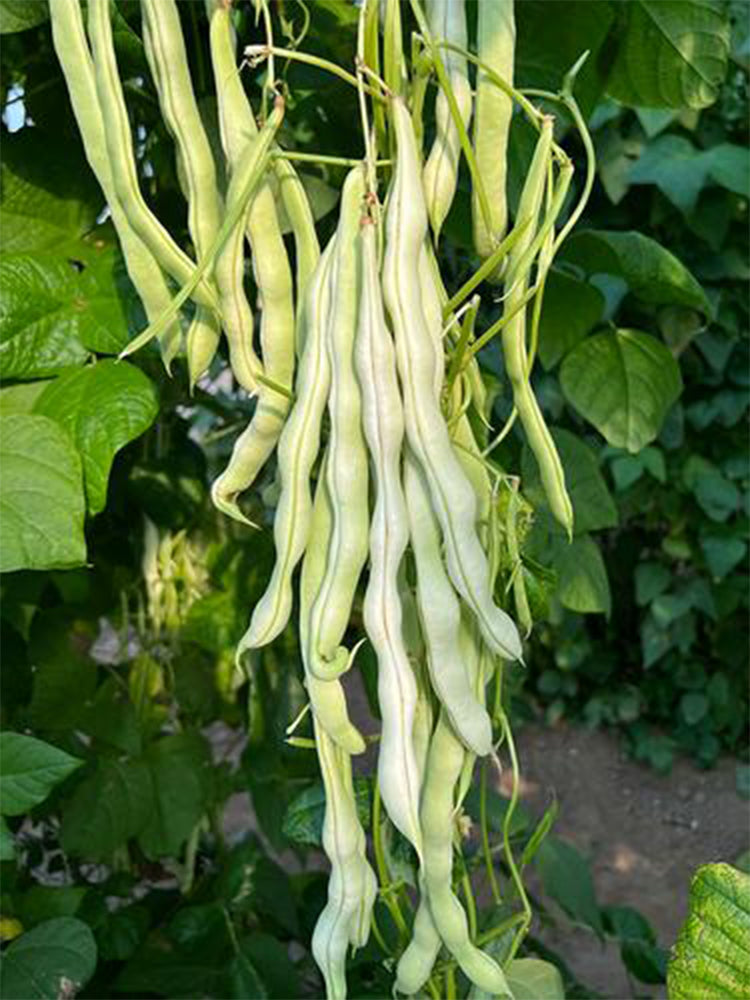 Baibulao White Kidney Beans