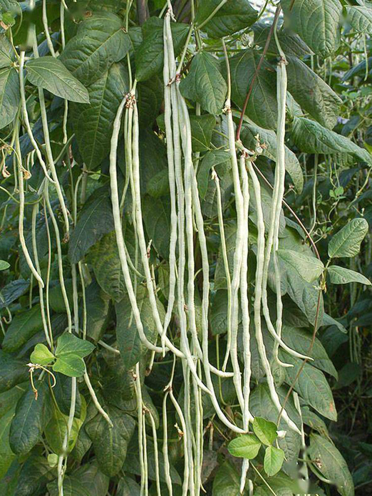 Baixue Lihong Yardlong Bean