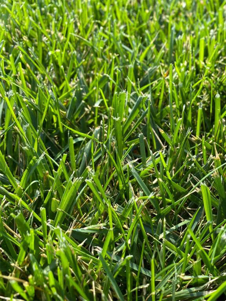 Festuca arundinacea 'Chenelle'