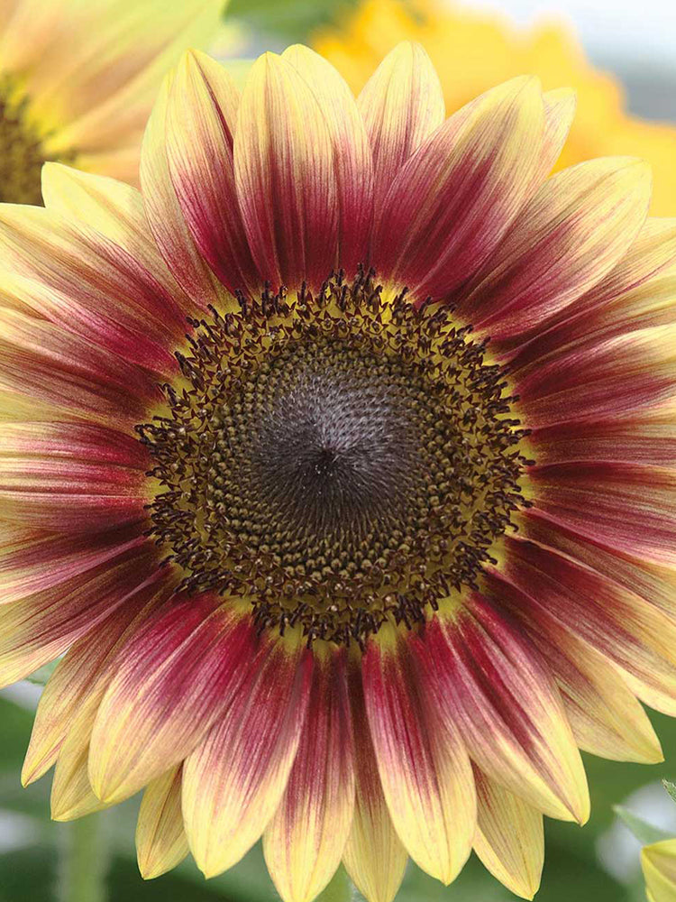'Magic Flute' Ornamental Sunflower