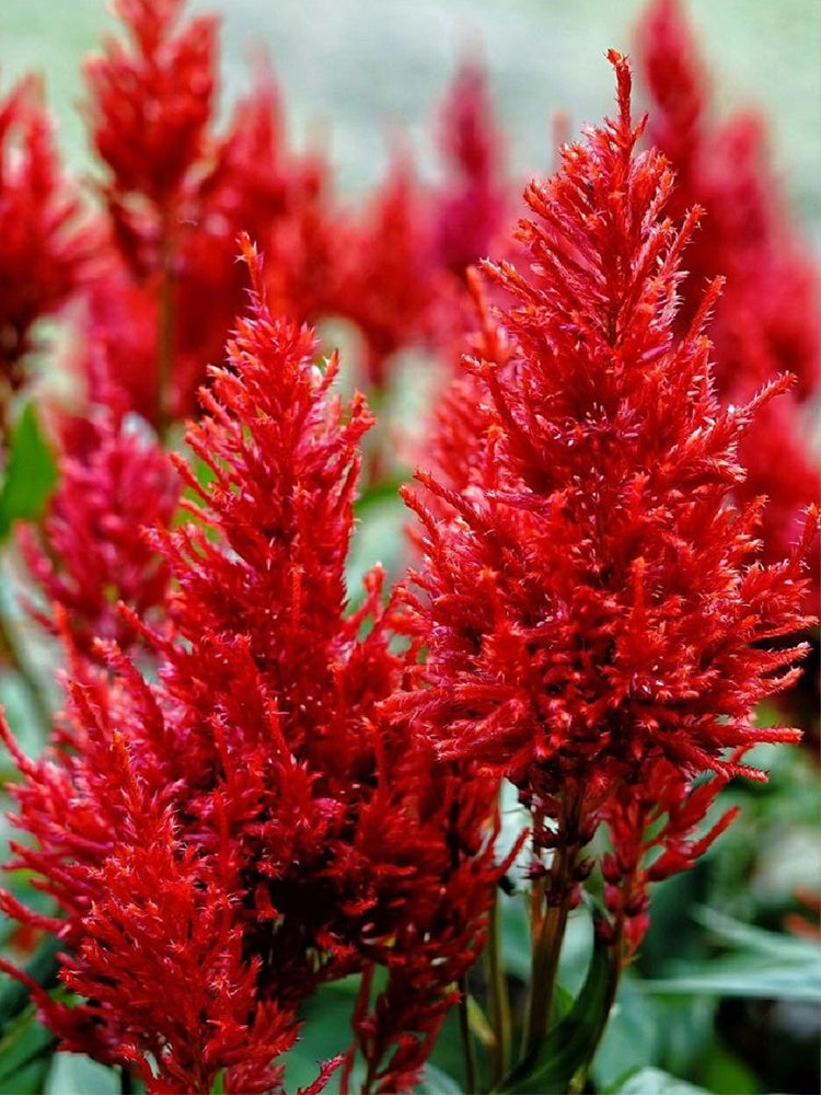Hezhichun Red Feathered Cockscomb