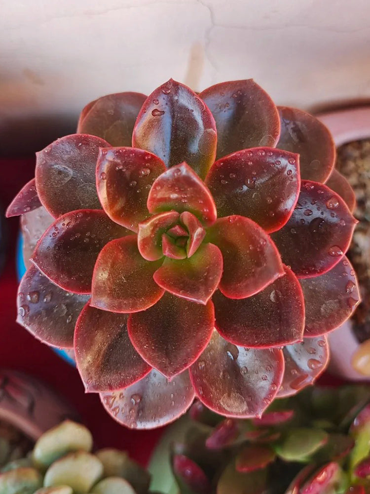 Echeveria 'Chocolate'