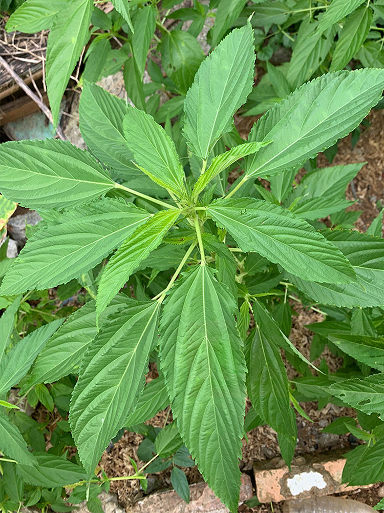 Corchorus olitorius