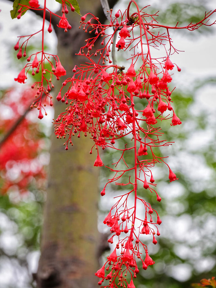 Illawarra Flame Tree