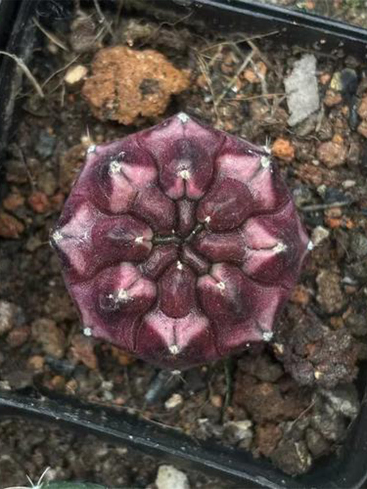 Gymnocalycium mihanovichii 'Day Dream'