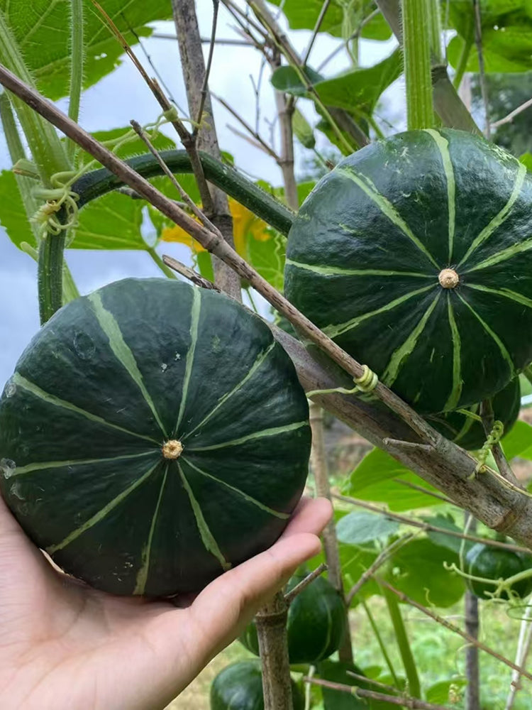 Green Baby Mini Pumpkin