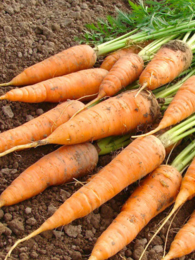 Dutch Mini Carrots