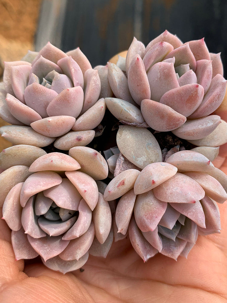 Echeveria 'Grace'