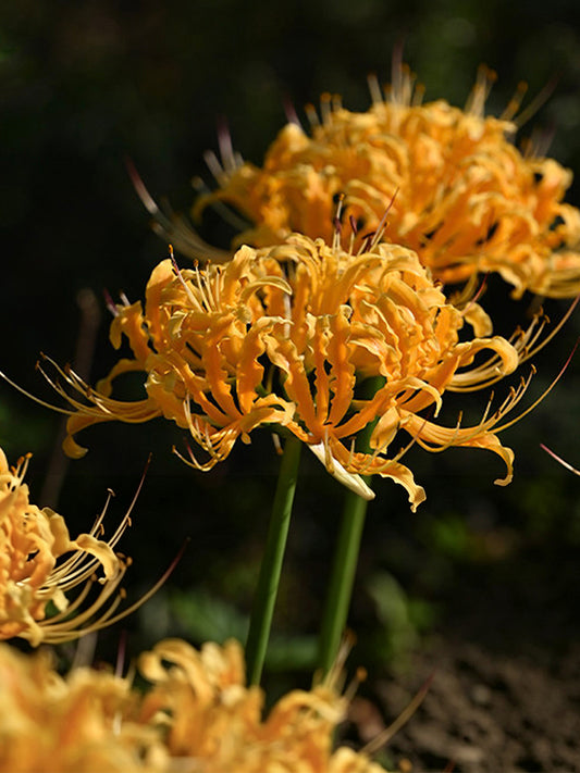 Golden Spider Lily