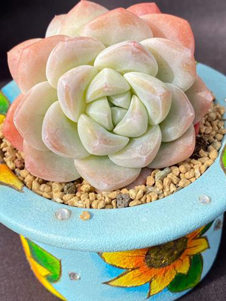 Echeveria 'Ice green'
