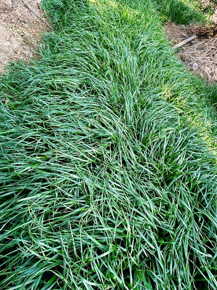 Fairy Green Perennial Ryegrass