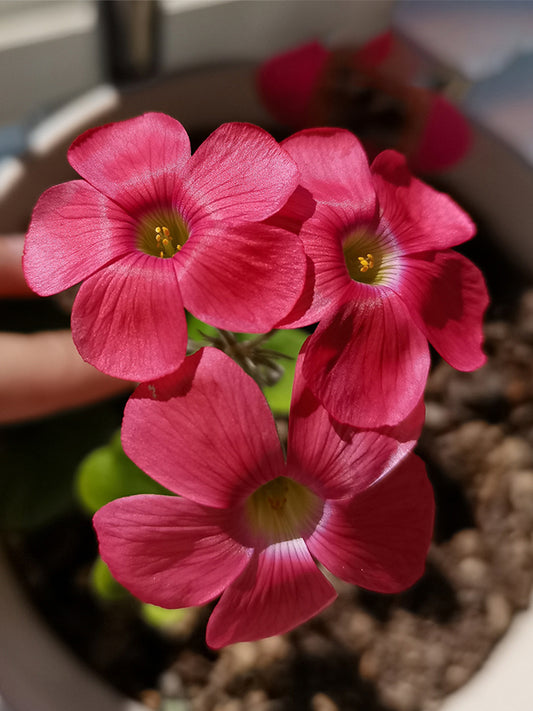 Oxalis obtusa Series Bulb - 'Oxalis Bowie'