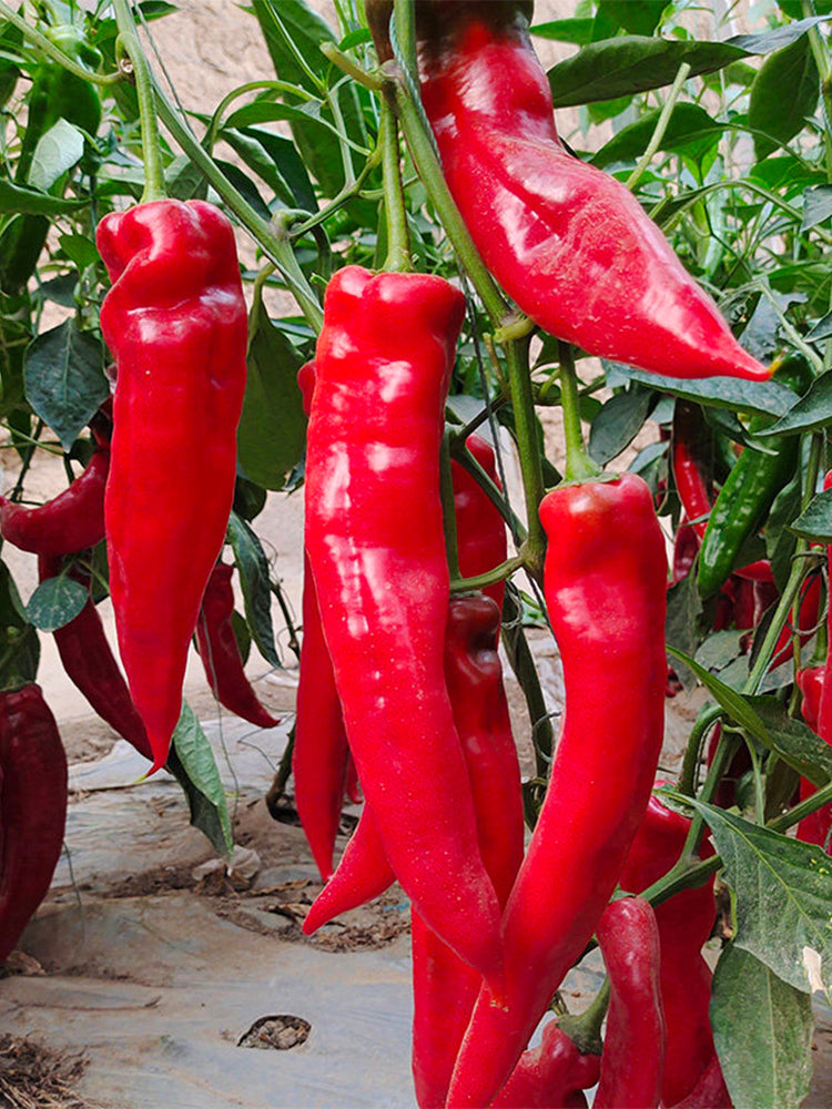 Hongyun No.1 Sweet Pepper F1