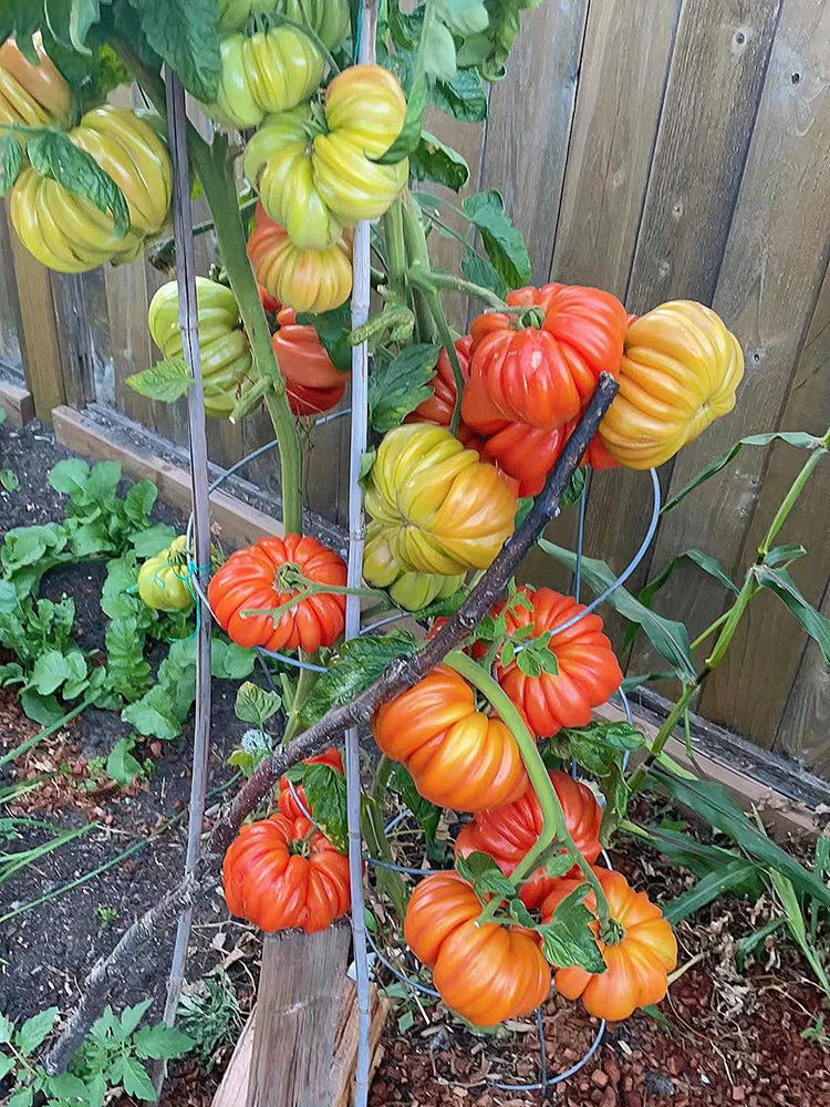Horseshoe Large Tomato
