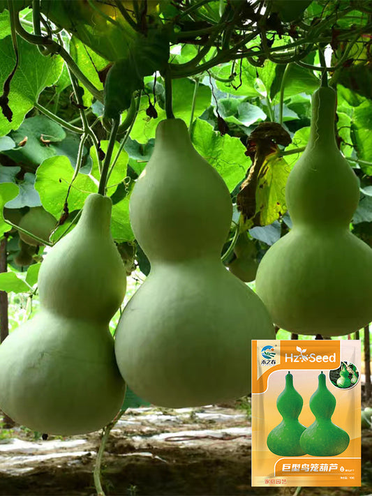 Hezhichun Giant Bottle Gourd