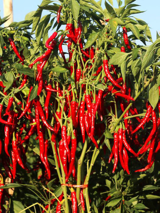Chaodi Pepper