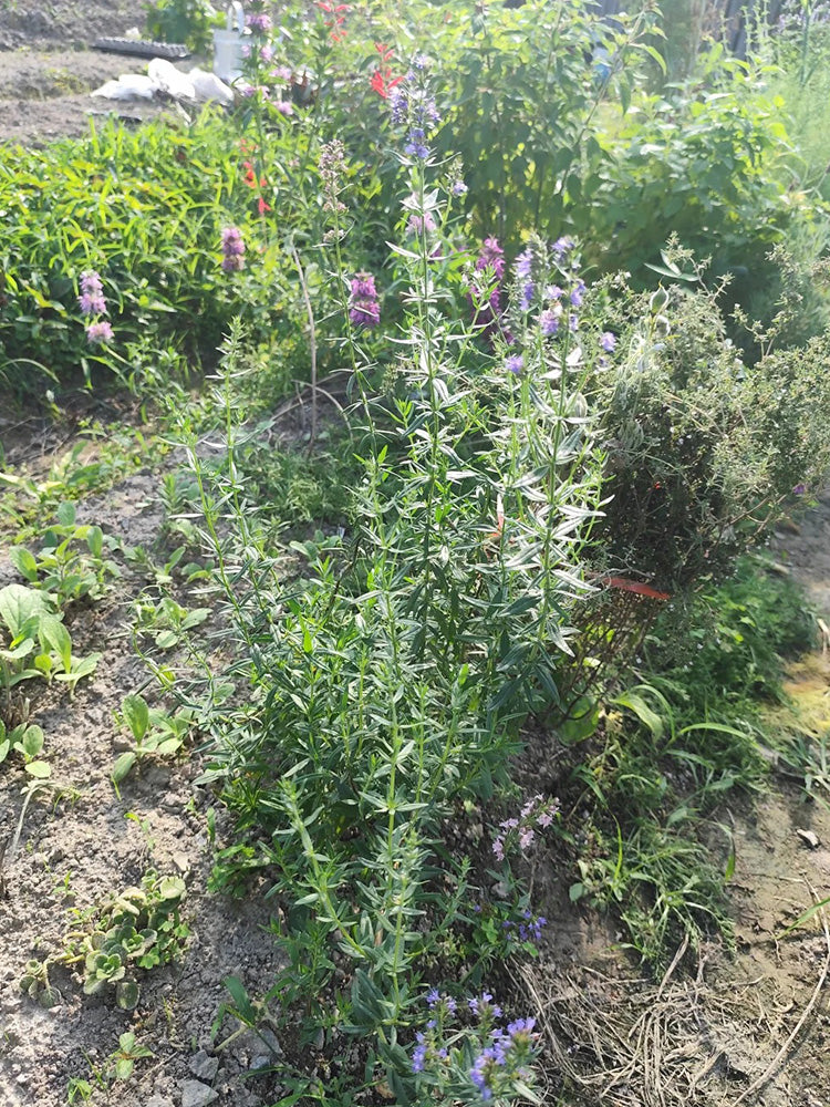 Blue Hyssop Herb