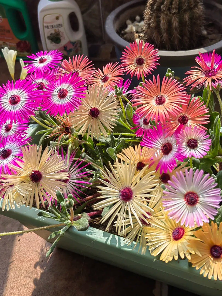 Summer Color Mix Lampranthus