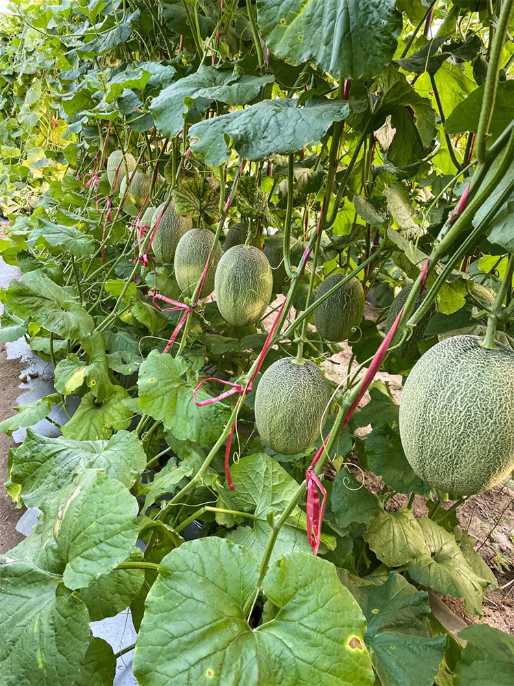 Xizhoumi Sweet Melon