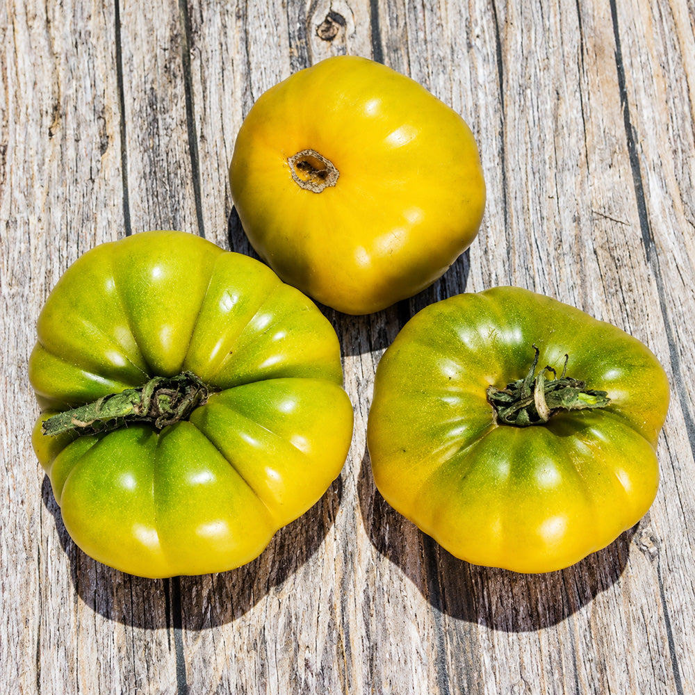 44 Echo Tomato
