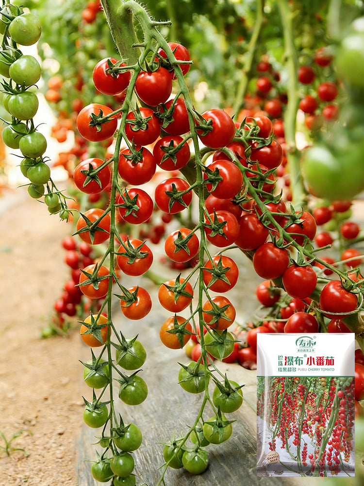 Pearl Falls Tomato