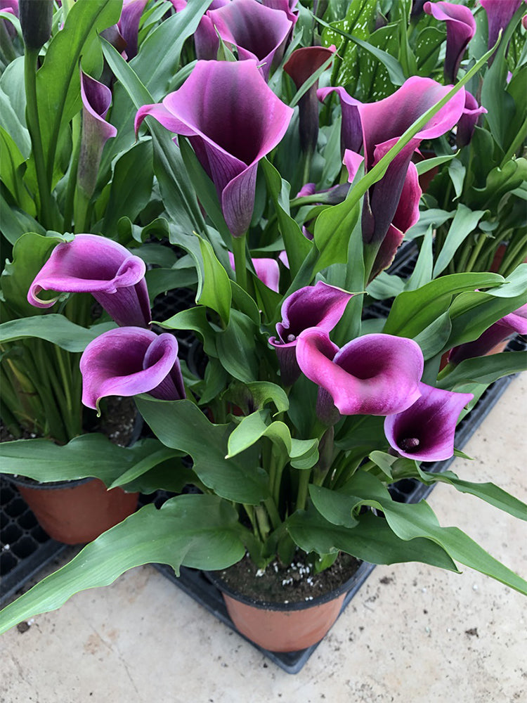 'Paco' Calla Lily