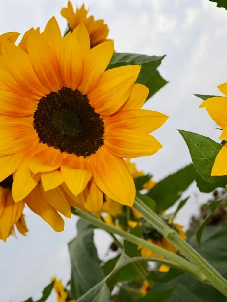 Copper Queen Sunflower