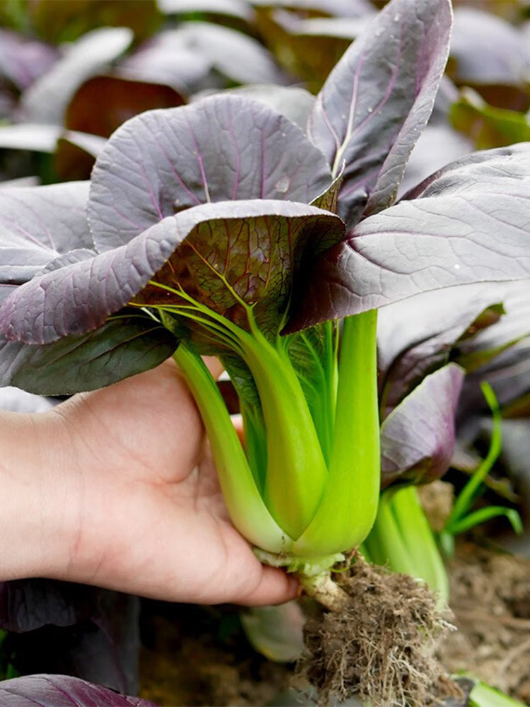 Purple Bok Choy