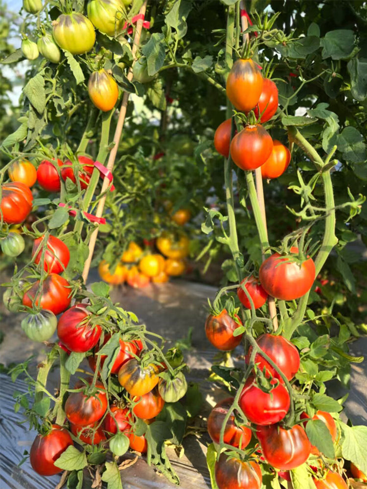 928 Happiness Bag Tomato