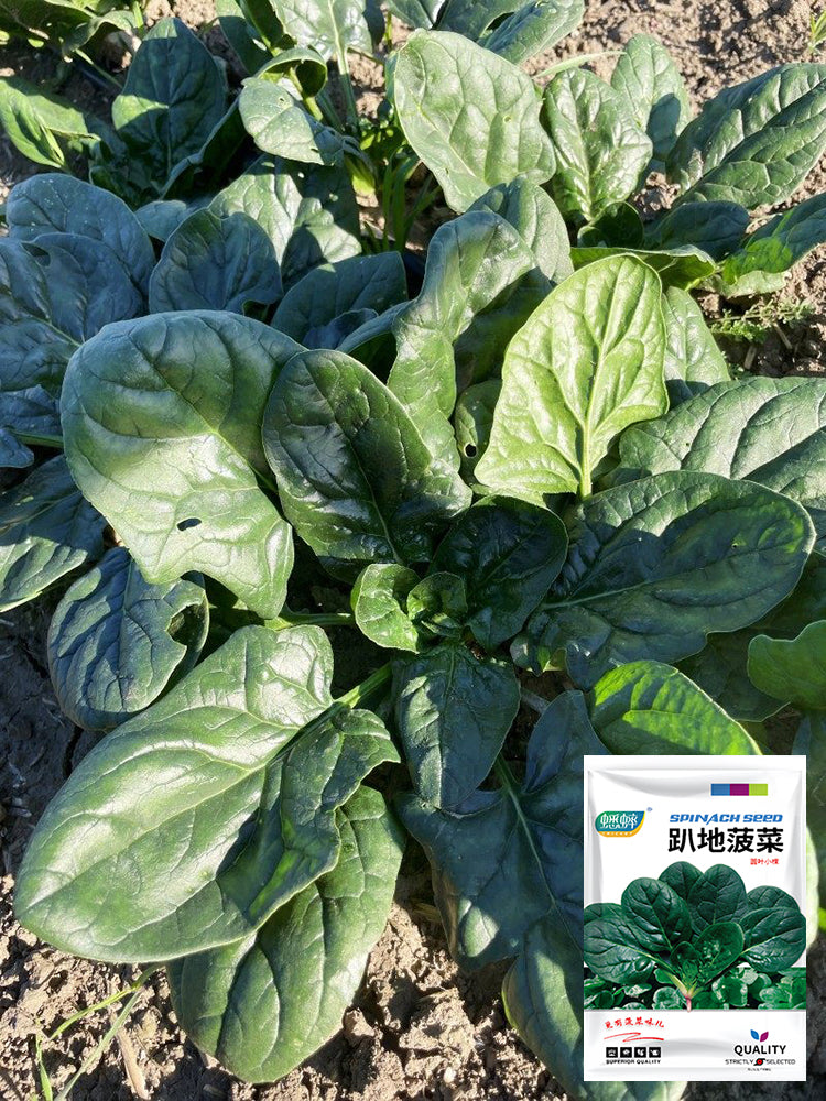 Ground-hugging Spinach