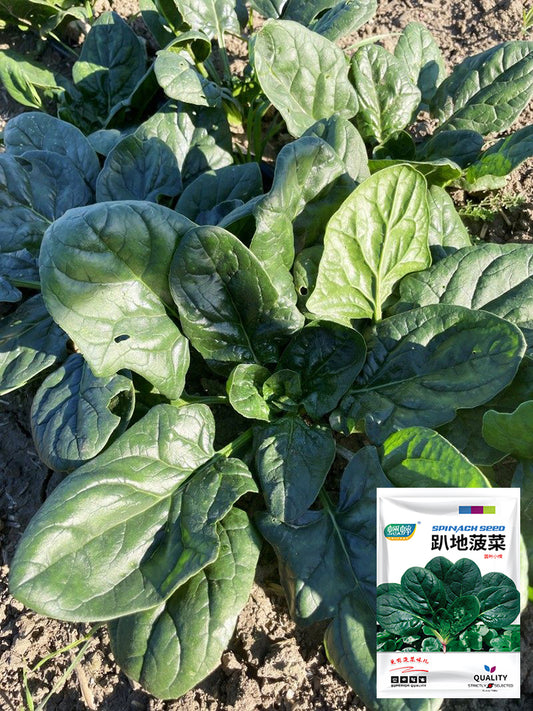Ground-hugging Spinach