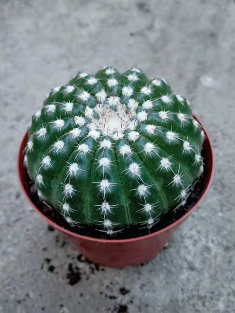 Parodia crassigibba