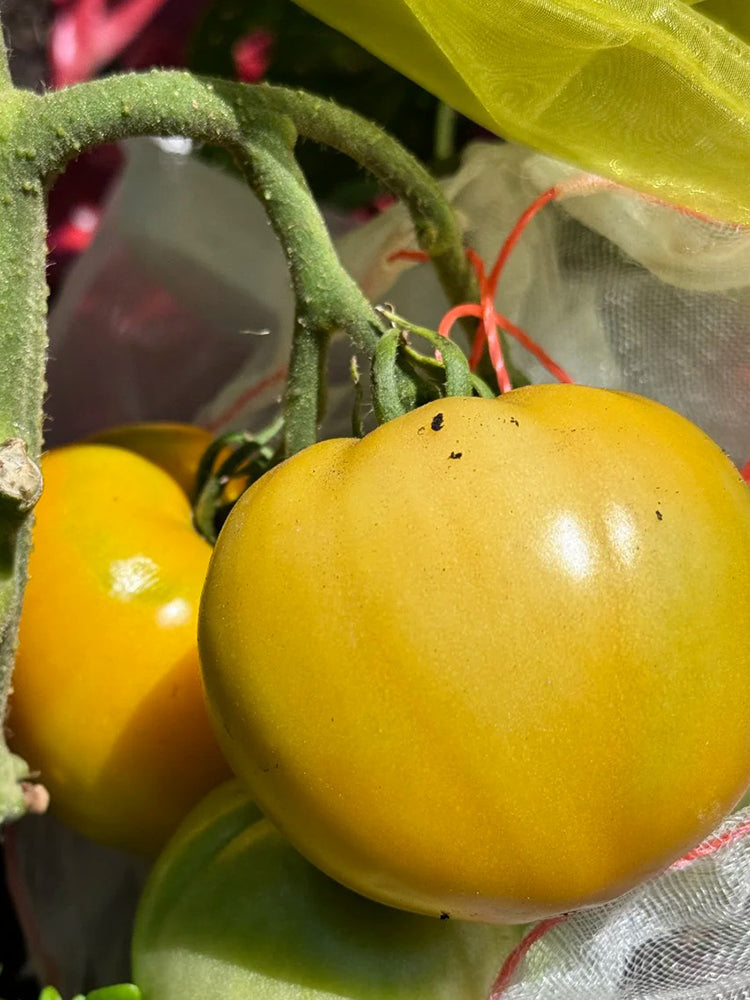 'Yellow Beauty' Beefsteak Tomato