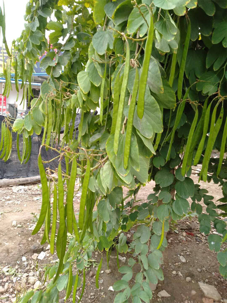 Bauhinia purpurea L.