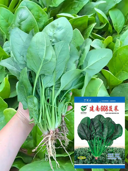 Jiannan 668 Spinachs