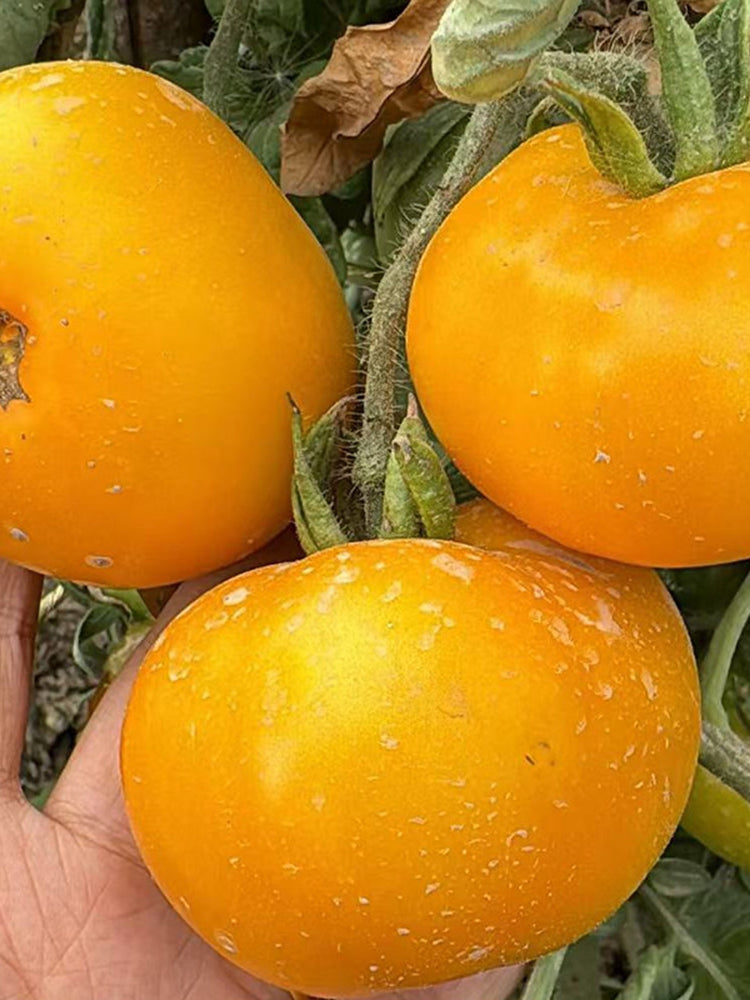 'Yellow Beauty' Beefsteak Tomato