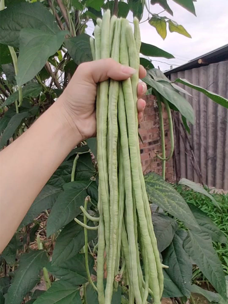 'Jiemei' Tianzhu White Long Bean