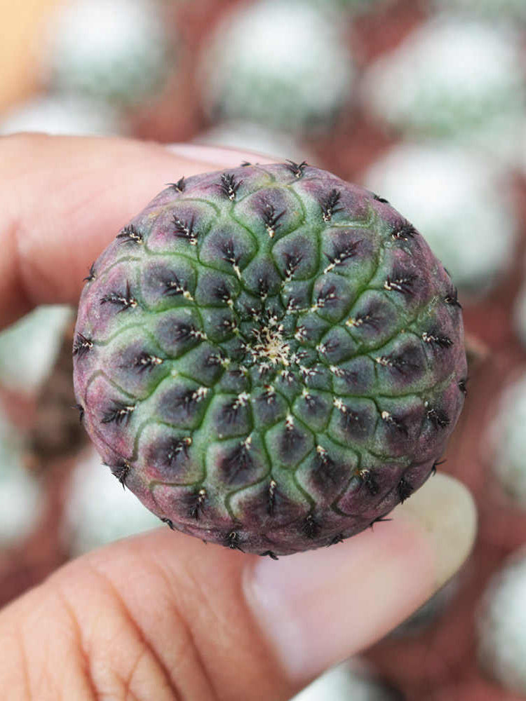 Sulcorebutia rauschii Live Cactus