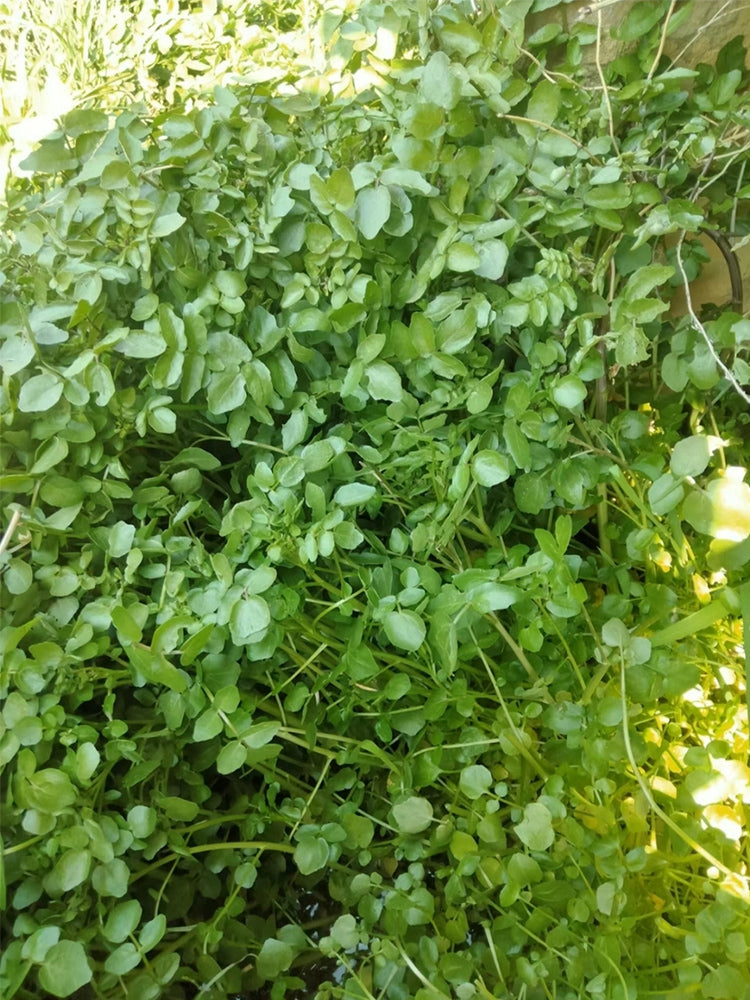 Watercress