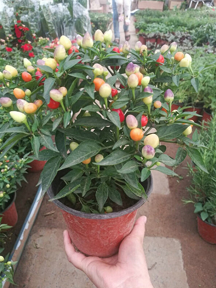Pearl Ornamental Pepper (Capsicum annuum)