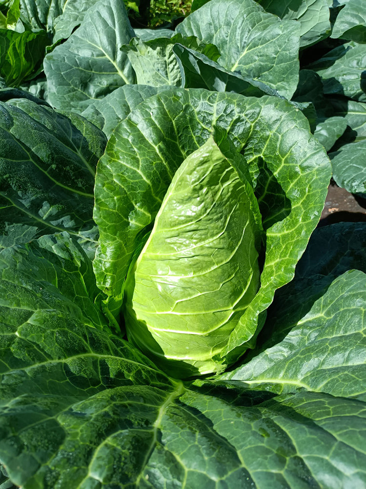 Huachun Oxheart Cabbage