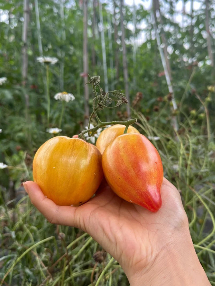 'Eden's Garden No. 6' Tomato