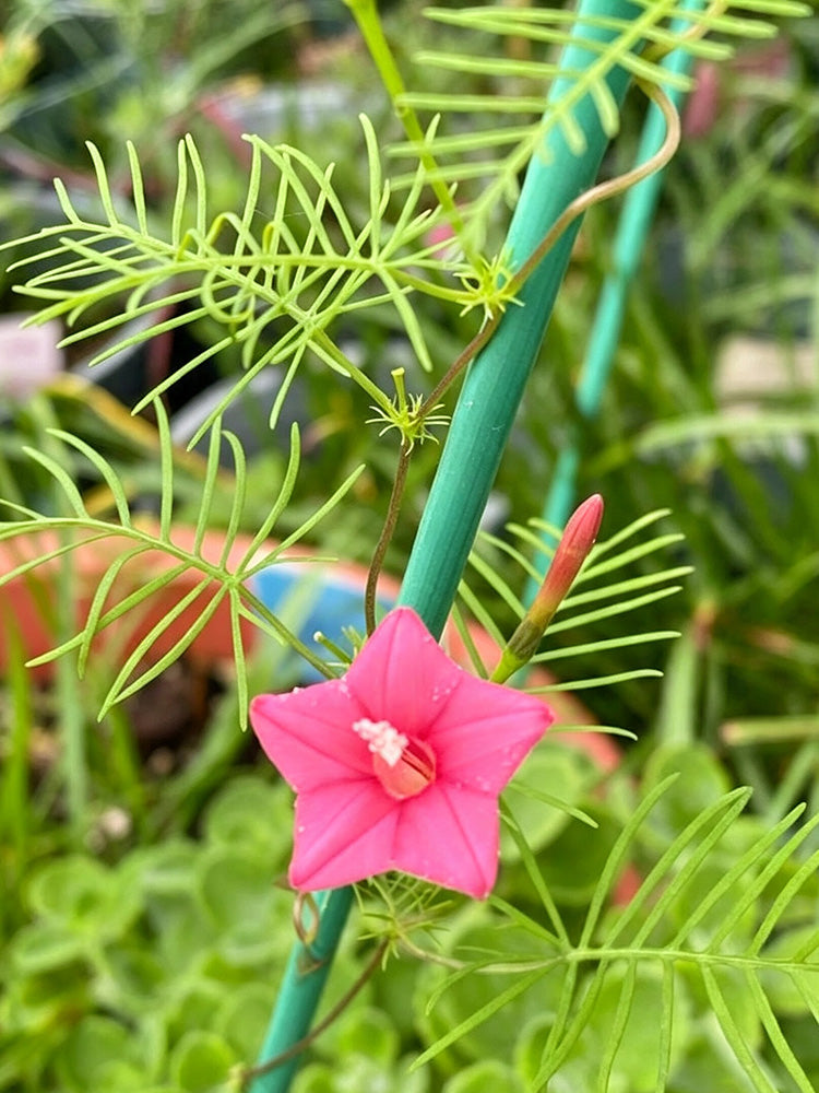Pink Cypress Vine