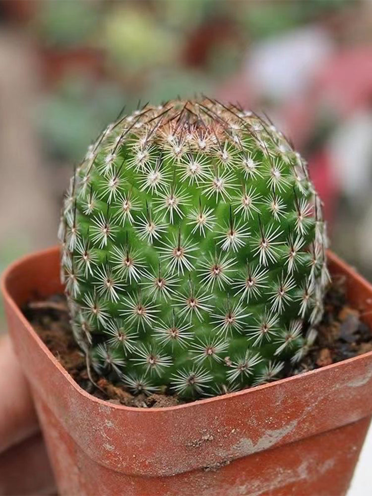 Mammillaria matudae