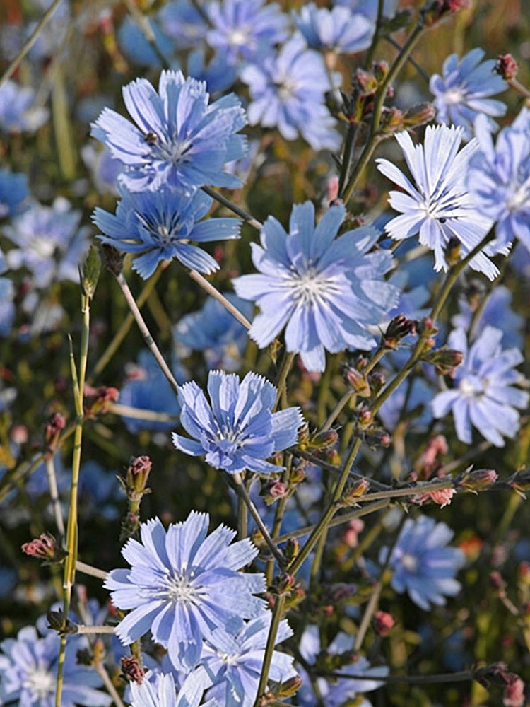 Coffee Chicory
