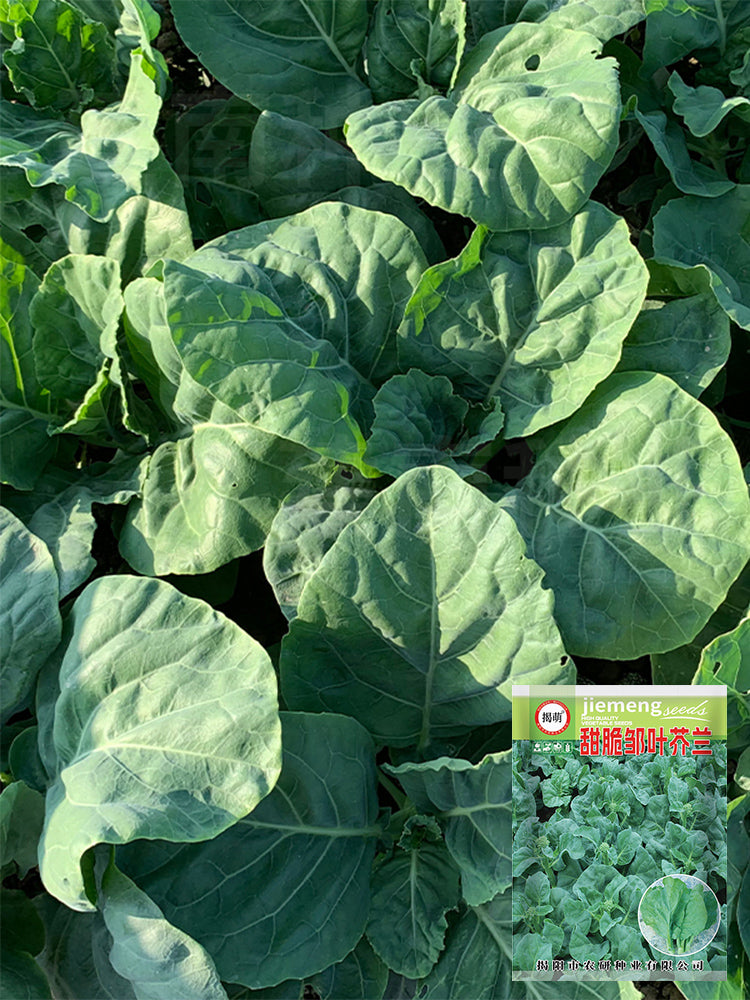 Sweet-Crispy 'Zhouye' Chinese Kale