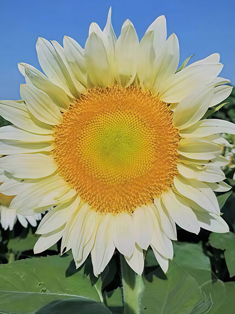 'White Moonlight' Sunflower